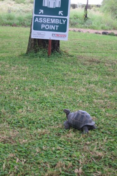 tortoise run