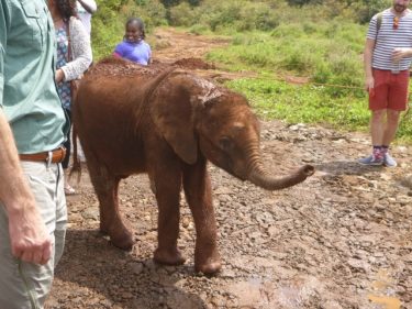 シェルドリック動物孤児院